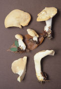 Hydnum repandum4 Mushroom
