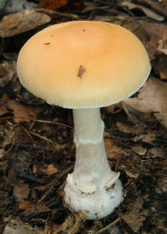 Amanita gemmata 3