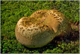 Scleroderma citrinum3