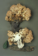 Sparassis crispa3 Mushroom