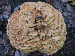 Laetiporus sulphureus   008