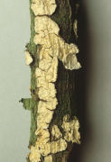 Stereum rugosum3 Mushroom