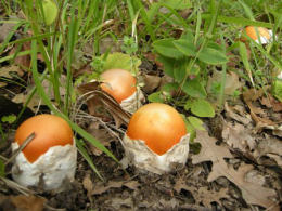 Amanita caesarea 7