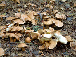 Suillus bovinus field2 Mushroom