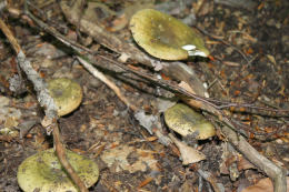 Russula olivacea30