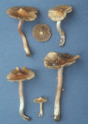 Inocybe fastigiata2 Mushroom