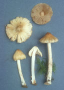 Inocybe fastigiata Mushroom