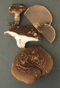 Sarcodon imbricatum 2 Mushroom