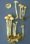 Collybia confluens Mushroom