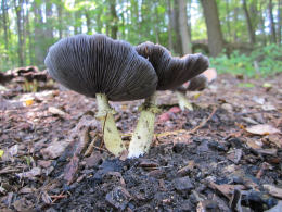 Stropharia rugosoannulataWF
