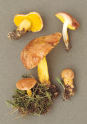 Aureoboletus cramesinus Mushroom
