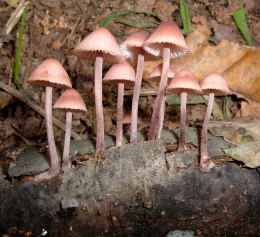 Mycenahaematopus4