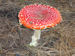 Amanita muscaria 26