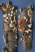 Panellus stipticus Mushroom