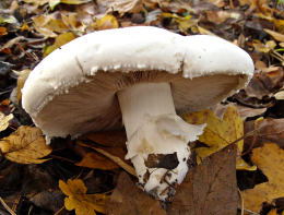 Agaricus macrosporus