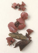 Ascocoryne sarcoides Mushroom