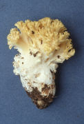 Ramaria magnipes Mushroom
