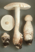 Amanita daucipus3 Mushroom
