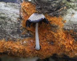 Coprinus domesticus3