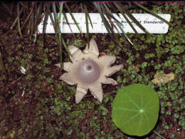 Geastrum saccatum2