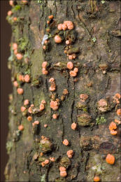 Nectria cinnabarina