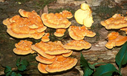 Laetiporus sulphureus   008