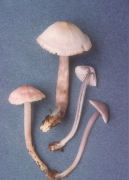 Mycena pura Mushroom