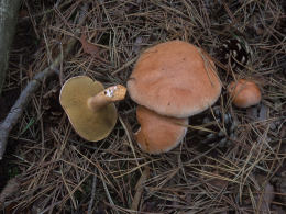 Suillus bovinus 5 Mushroom