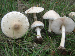 Macrolepiota excoriata less bottom right