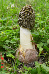 Phallus impudicus