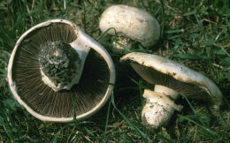 Agaricus bitorquis4