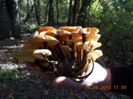 Flammulina velutipes Lynn Pepper 3