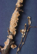 Stereum striatum2 Mushroom