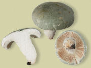 Russula virescens GK Mushroom