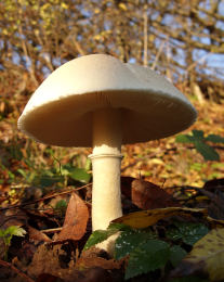 leucoagaricusl leucothites