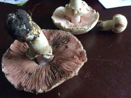 Agaricus pilatianus