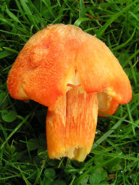 Hygrocybe intermedia