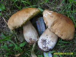 Cep Richard Scott