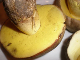 Boletus appendicularis2 Mushroom