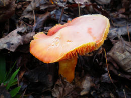 Russula earlei