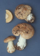 Leucopaxillus tricolor Mushroom