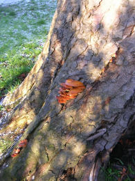 Flammulina velutipes Lynn Pepper 3