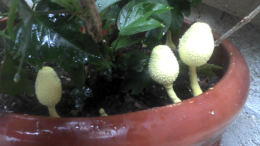 Leucocoprinus birnbaumii2