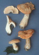 Hydnum umbilicatum Mushroom
