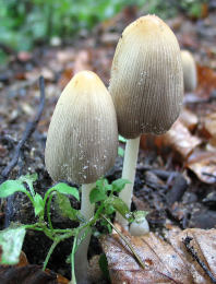 Coprinus domesticus3