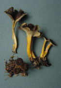 Cantharellus infundibuliformis Mushroom