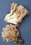 Ramaria  acrisiccescens2 Mushroom