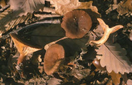 Lactarius camphoratus
