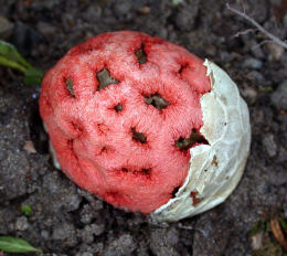 Clathrus ruber