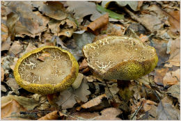 Boletus subtomentosus2